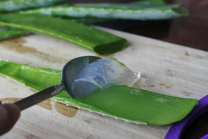 aloe-1